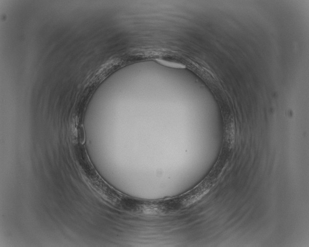 X0000083610264200703121610