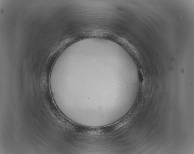 X0000083610306200703121609