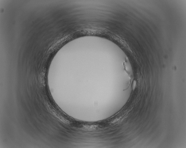 X0000083610450200703121607