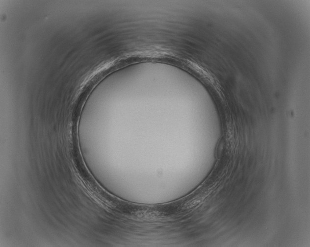 X0000083610535200703121605