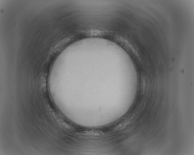 X0000083610545200703121605