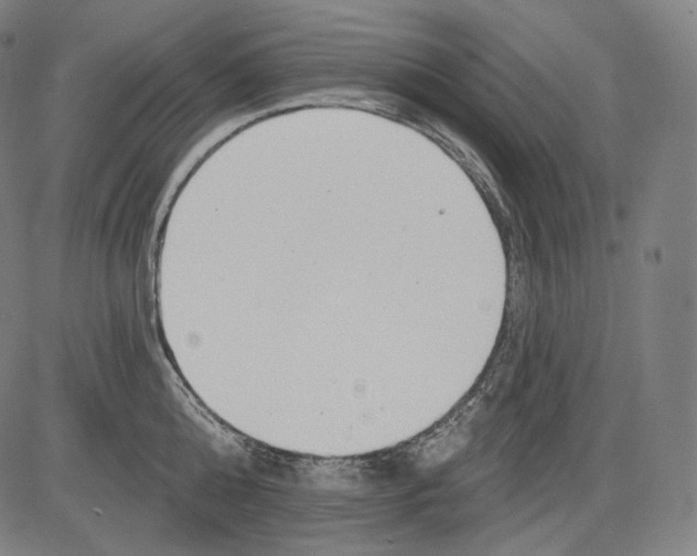 X0000083610808200703121601