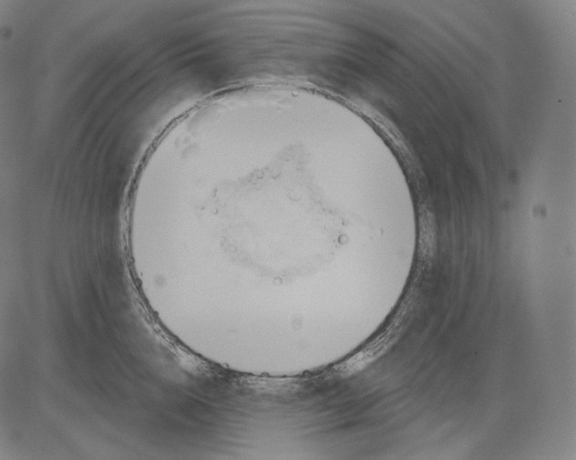 X0000083610856200703121601