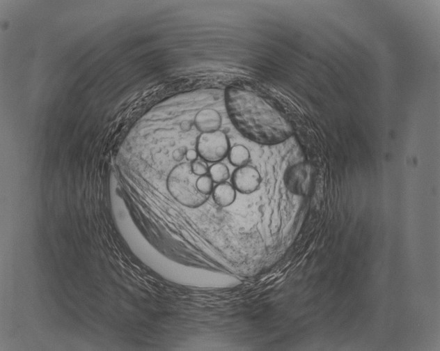 X0000083610917200703121558