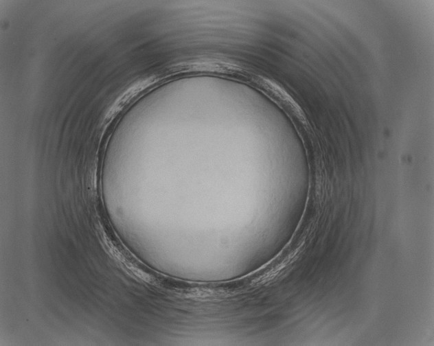 X0000083610938200703121559