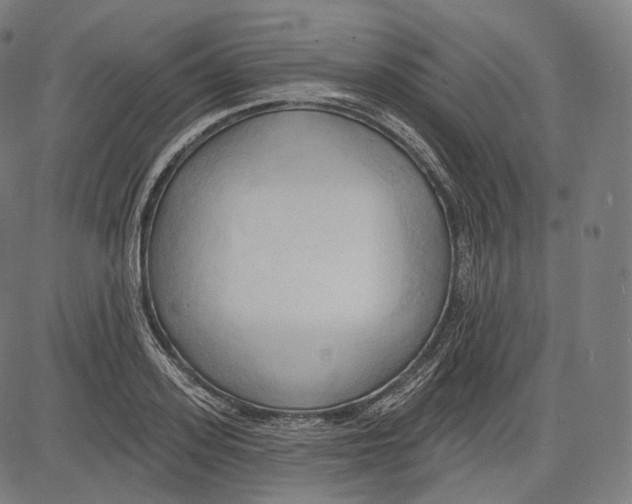 X0000083610939200703121559