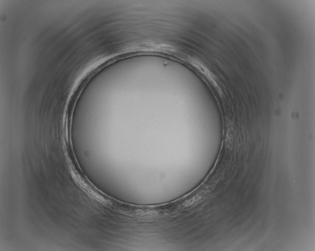 X0000083611080200703121556