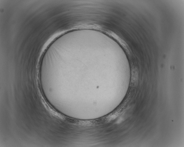 X0000083611094200703121556