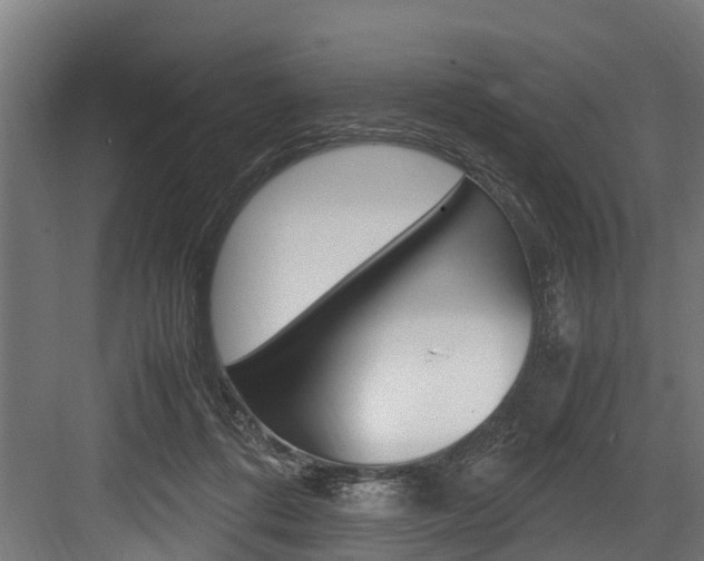 X0000083620312200702120756