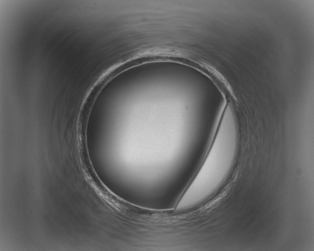 X0000083620981200702120745