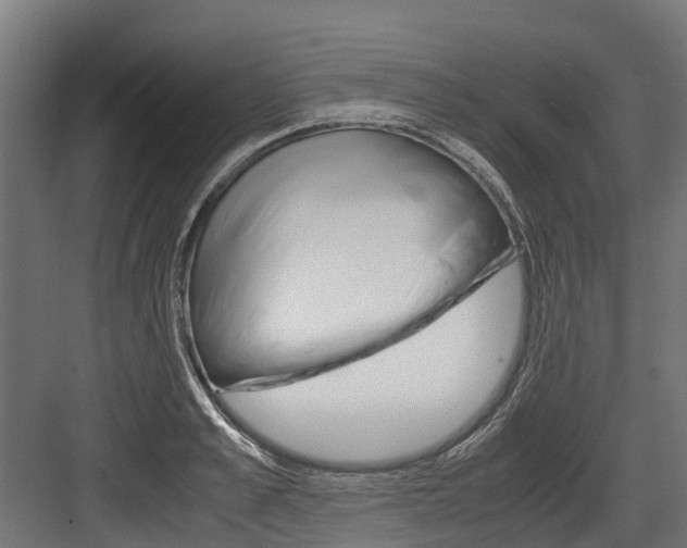 X0000083620989200702120745