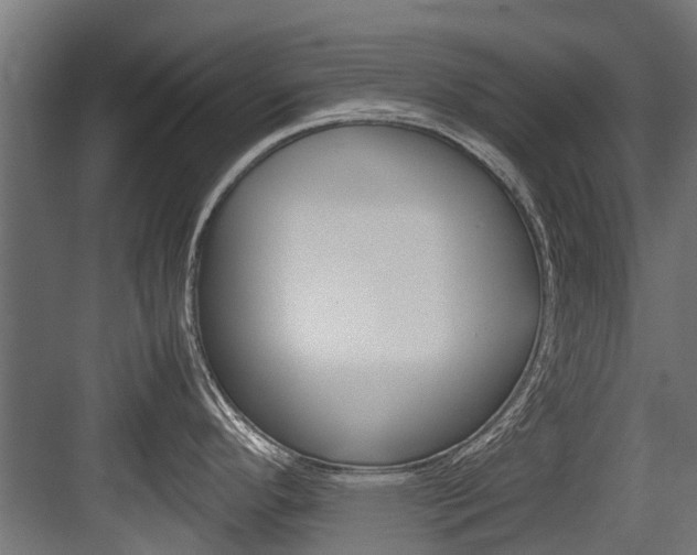 X0000083621296200702120740