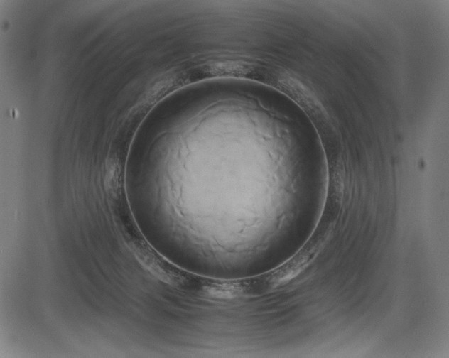 X0000083620079200702121151