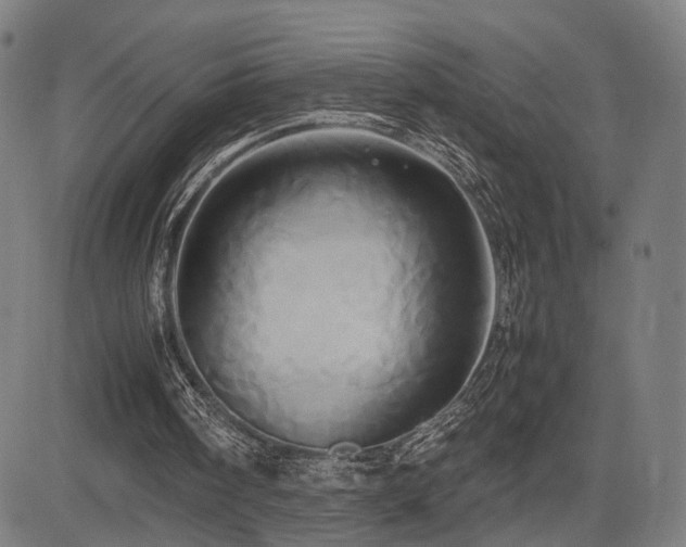 X0000083620098200702121150