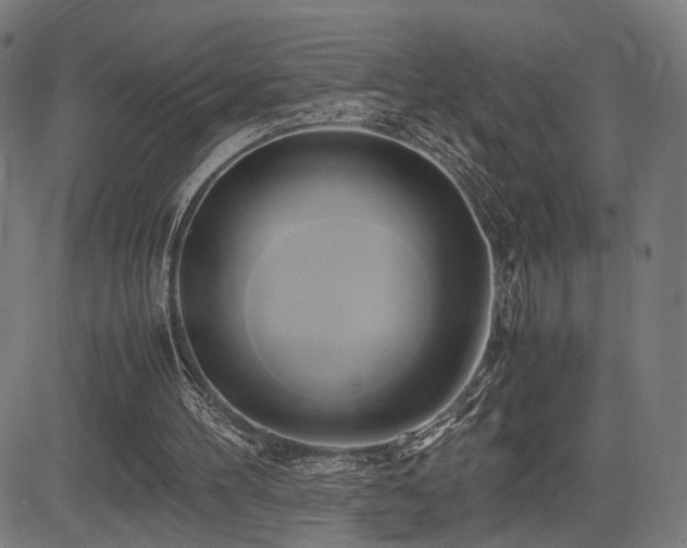 X0000083620100200702121150