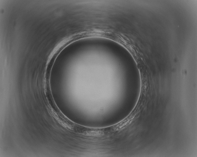 X0000083620102200702121150