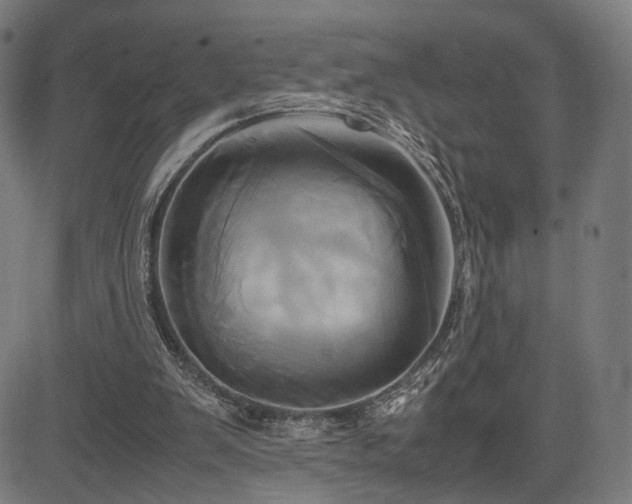 X0000083620103200702121150