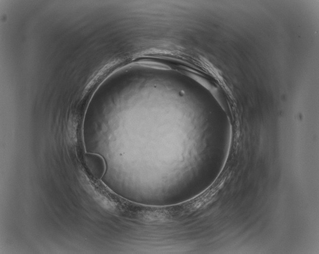 X0000083620106200702121150