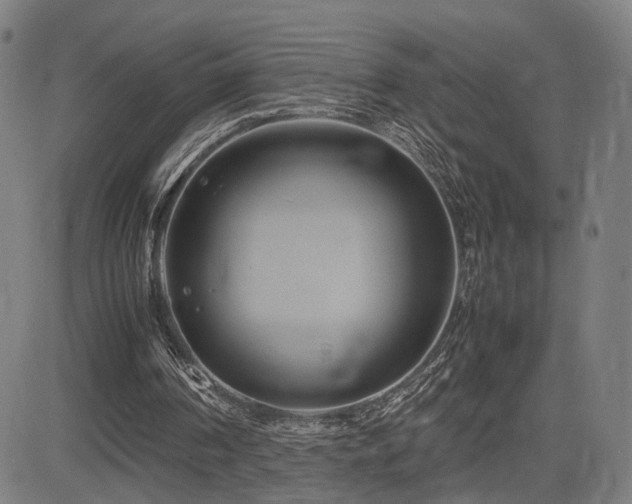 X0000083620194200702121149