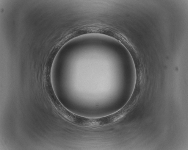 X0000083620217200702121148