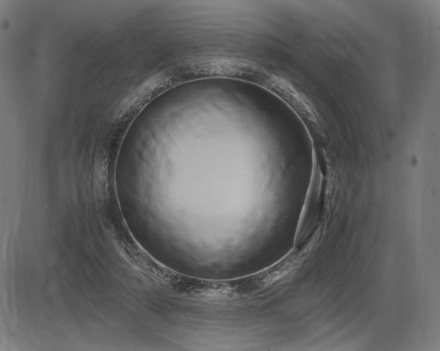 X0000083620306200702121147