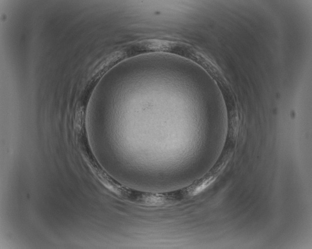 X0000083620325200702121147