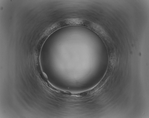 X0000083620359200702121146