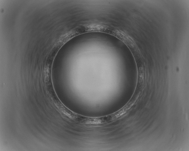 X0000083620369200702121146