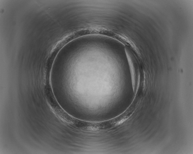 X0000083620496200702121144