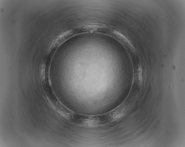 X0000083620504200702121144