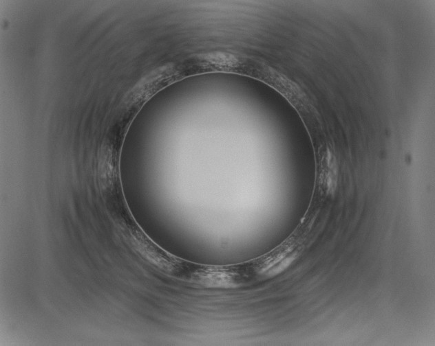 X0000083620518200702121144