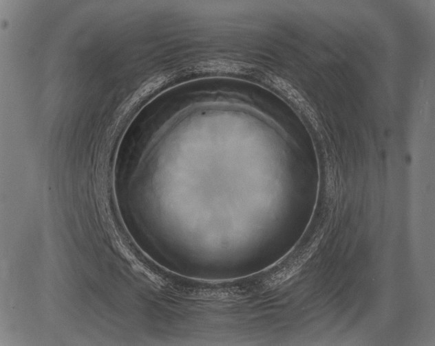 X0000083620625200702121141