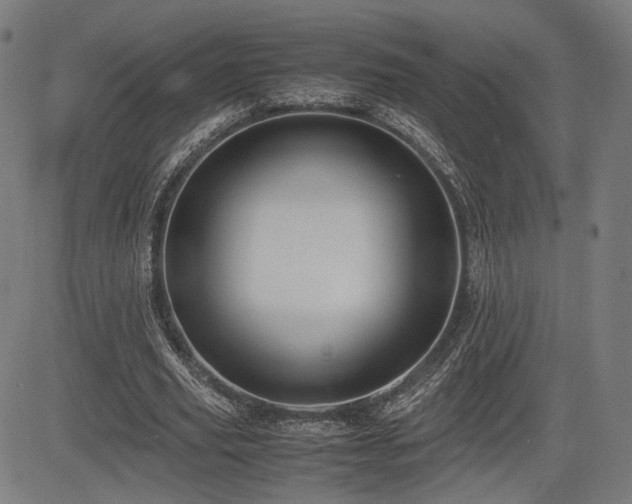 X0000083620629200702121141