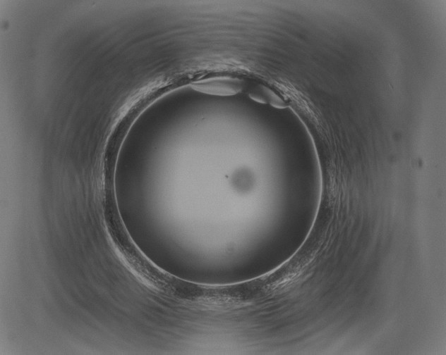 X0000083620630200702121141