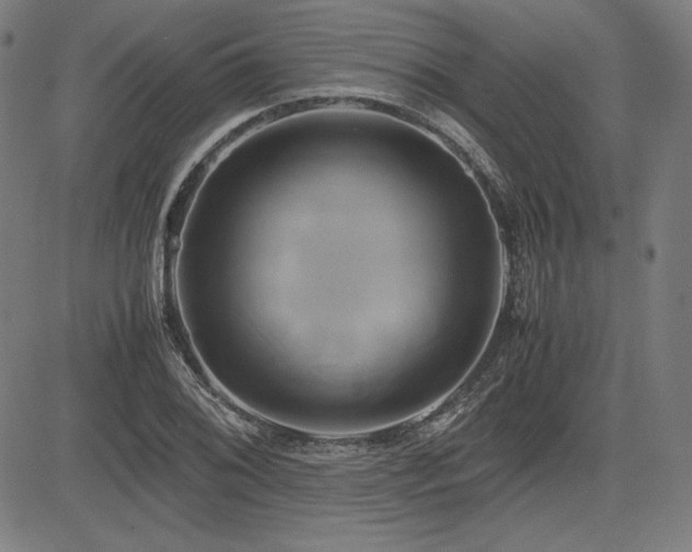 X0000083621076200702121134