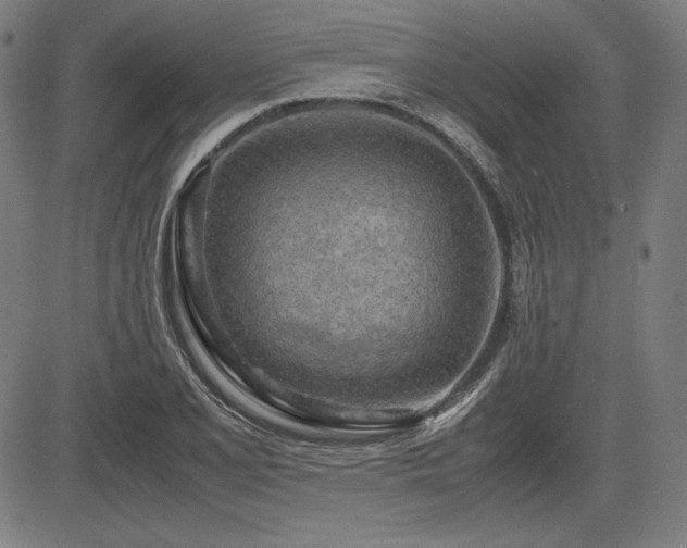 X0000083621077200702121134