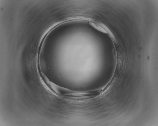 X0000083621100200702121134