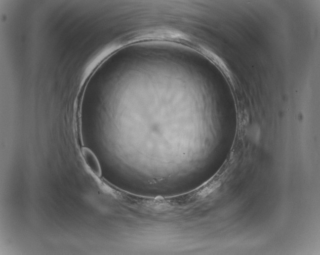 X0000083621103200702121134