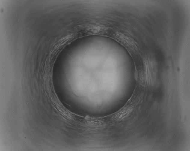 X0000083621105200702121133