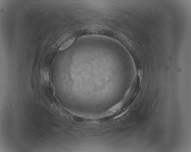 X0000083621155200702121133