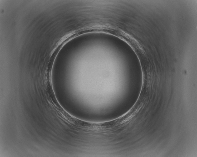 X0000083621170200702121133
