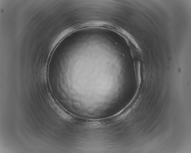 X0000083621186200702121133