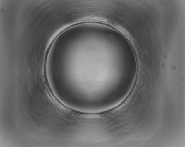X0000083621296200702121131