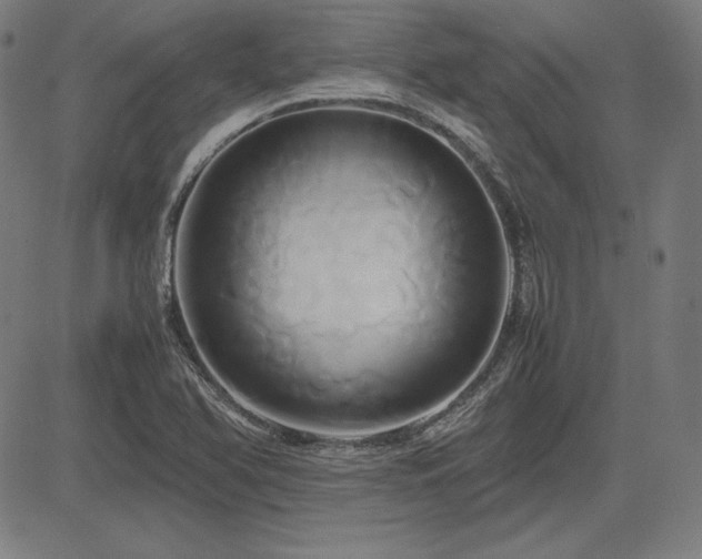 X0000083621366200702121130