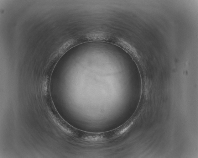 X0000083620065200702201327