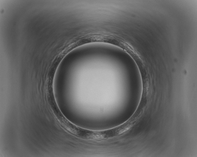 X0000083620217200702201324