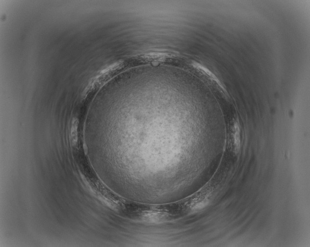X0000083620504200702201319