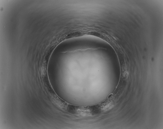 X0000083620515200702201319
