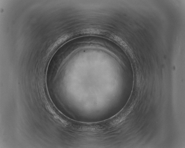 X0000083620625200702201317