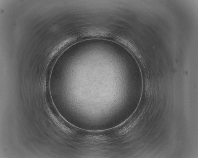 X0000083620629200702201317